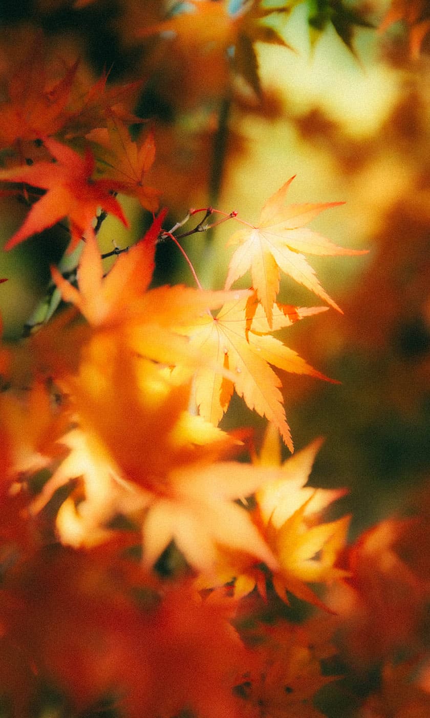 Sunlit maple leaves layered in warm autumn color.