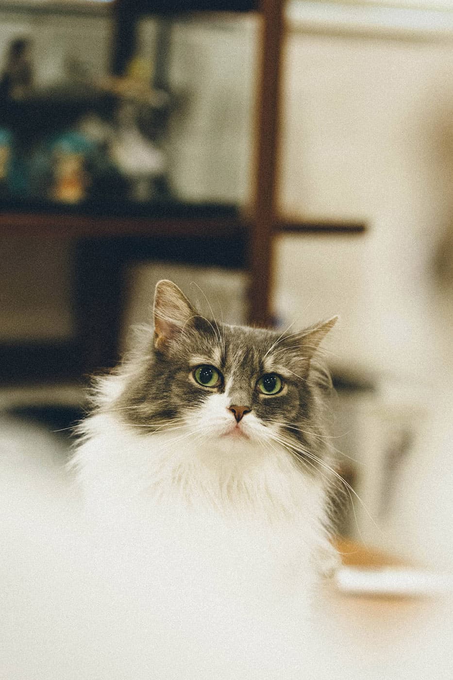 A long-haired cat resting in soft indoor light.