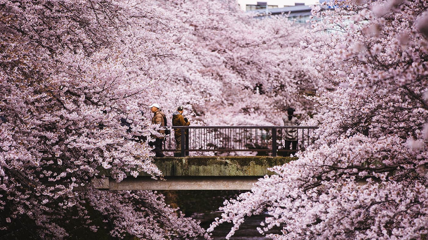 Cherry blossoms spread across a bright spring sky.