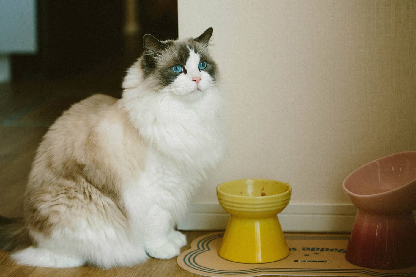A ragdoll cat reclining in warm daylight.