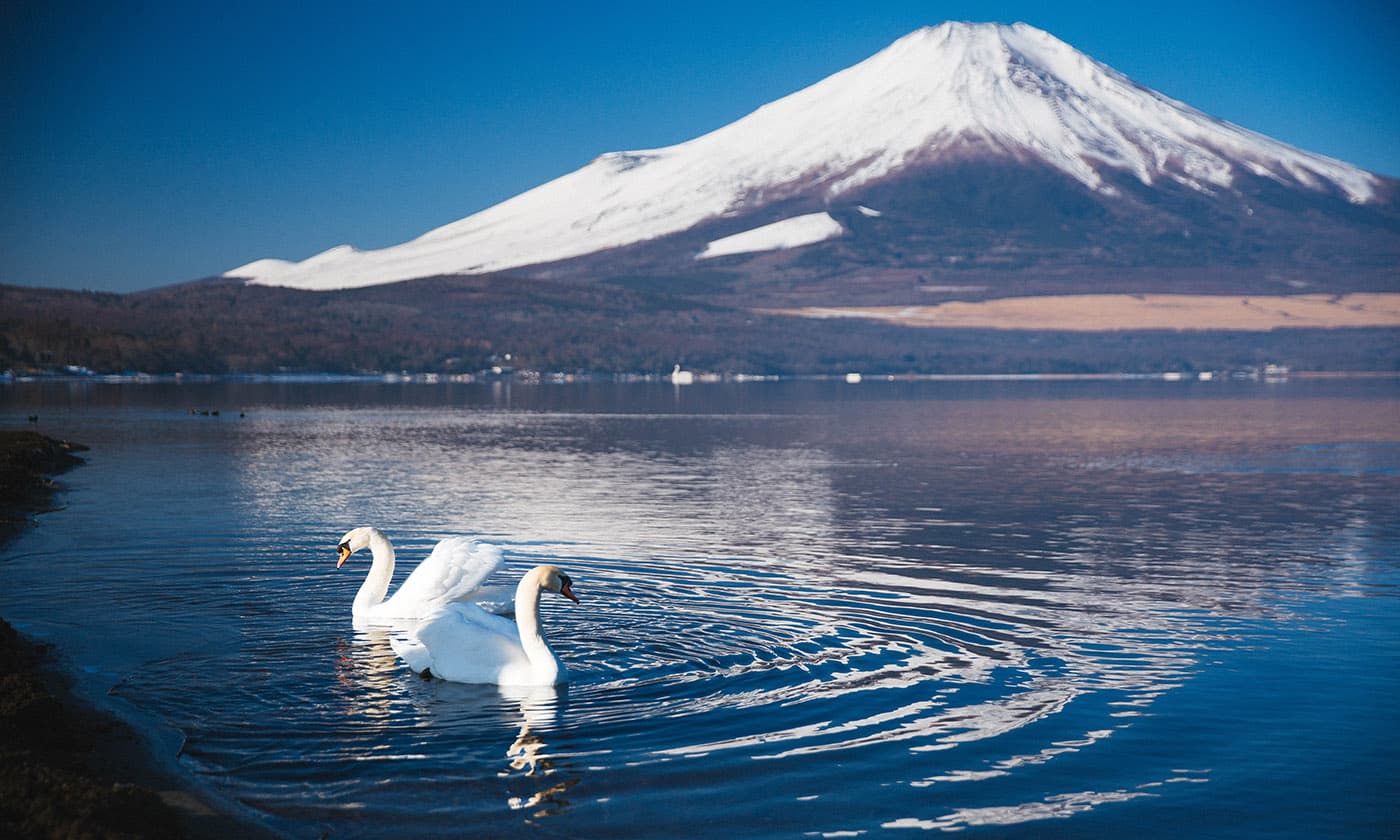 Photograph: swan